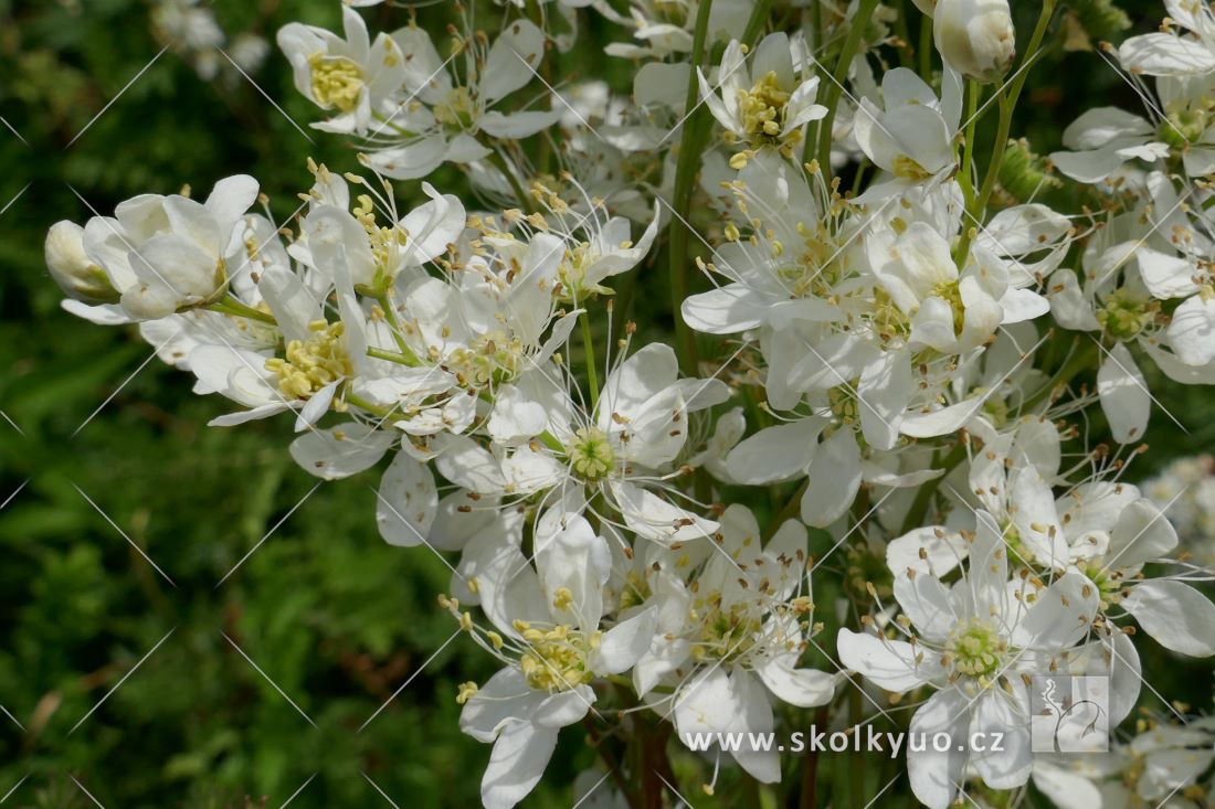 Filipendula vulgaris