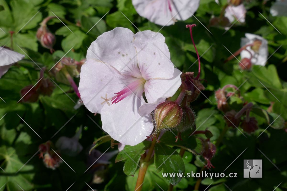 Geranium cantabrigiense ´St Ola´