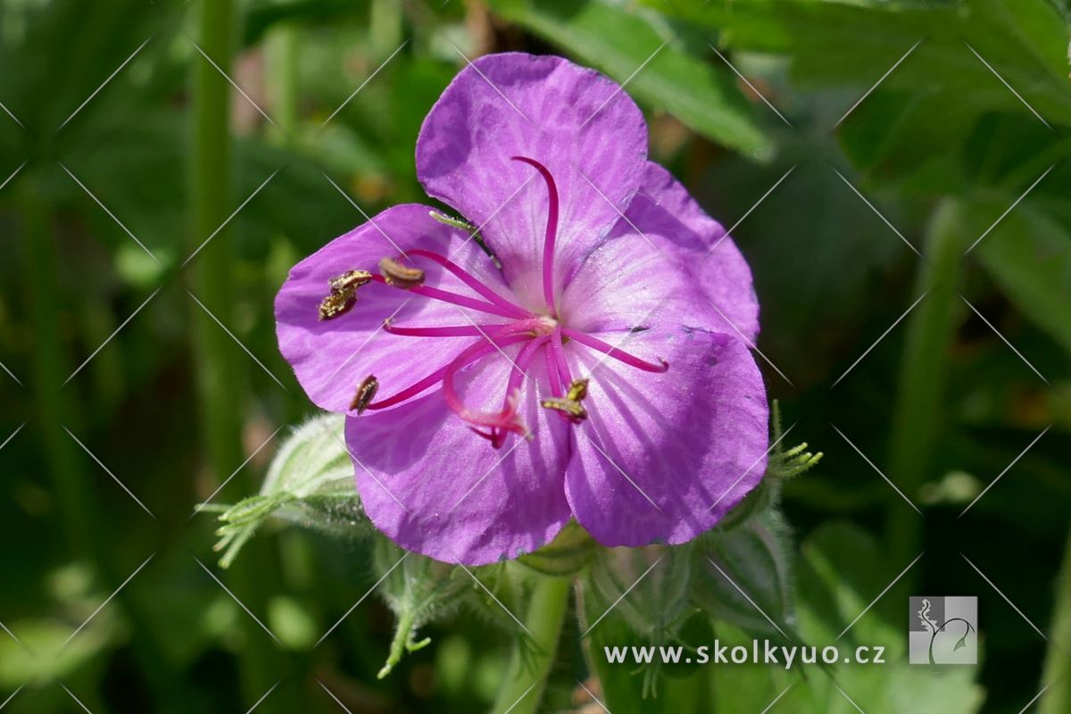 Geranium macrorrhizum ´Bevan´