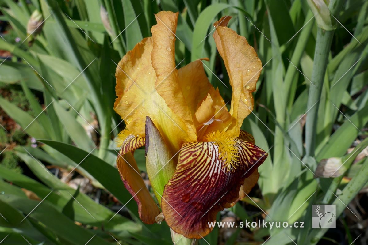 Iris (G) ´Bronze Charm´