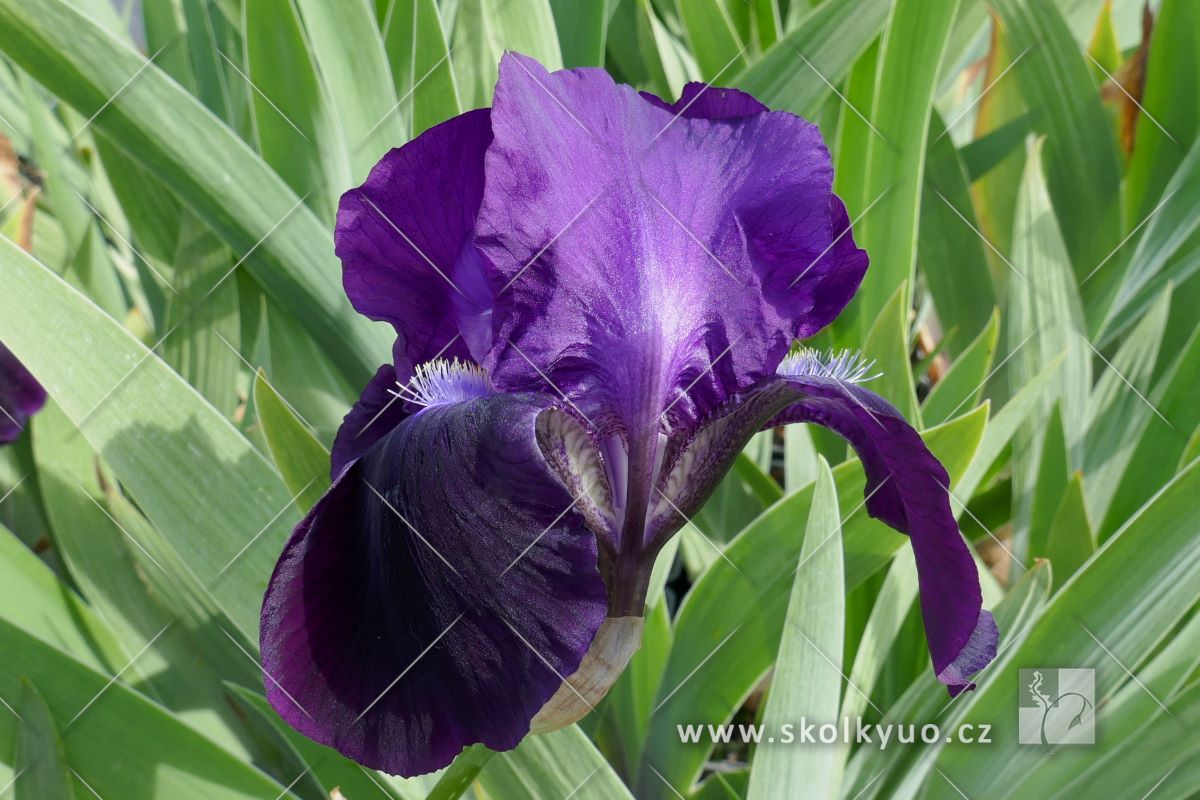 Iris (G) ´Colour Purple´