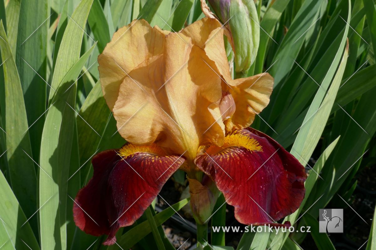 Iris (G) ´Colour Red´