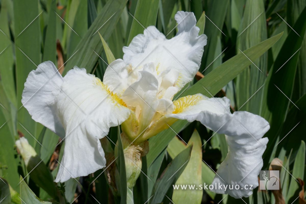 Iris (G) ´Colour White´