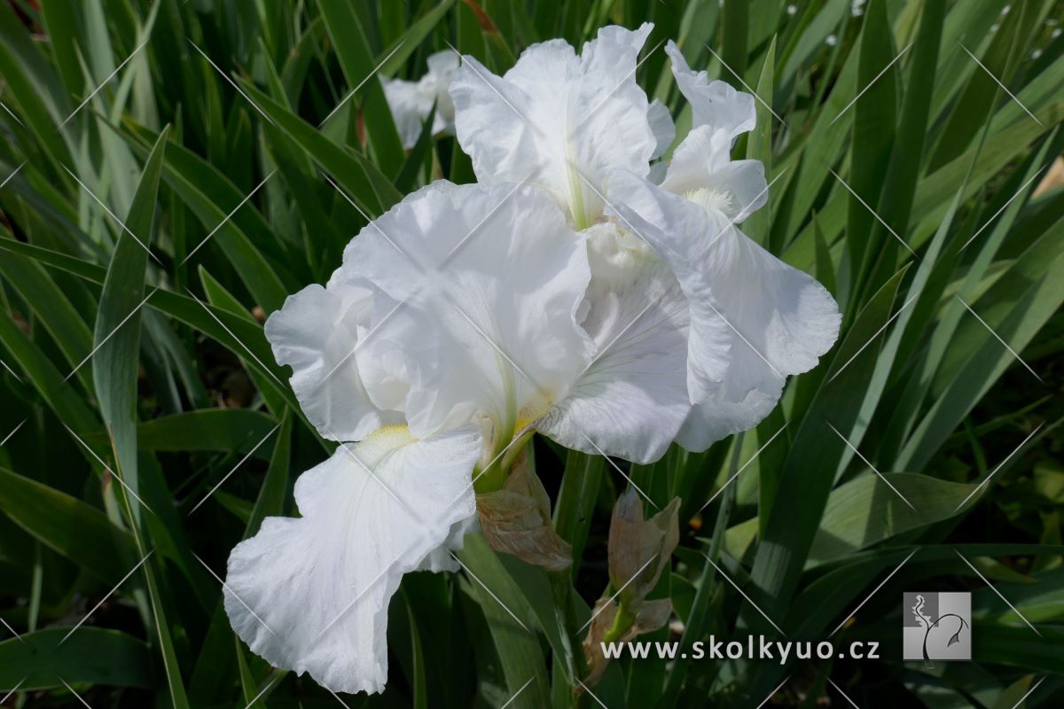 Iris ´Immortality´