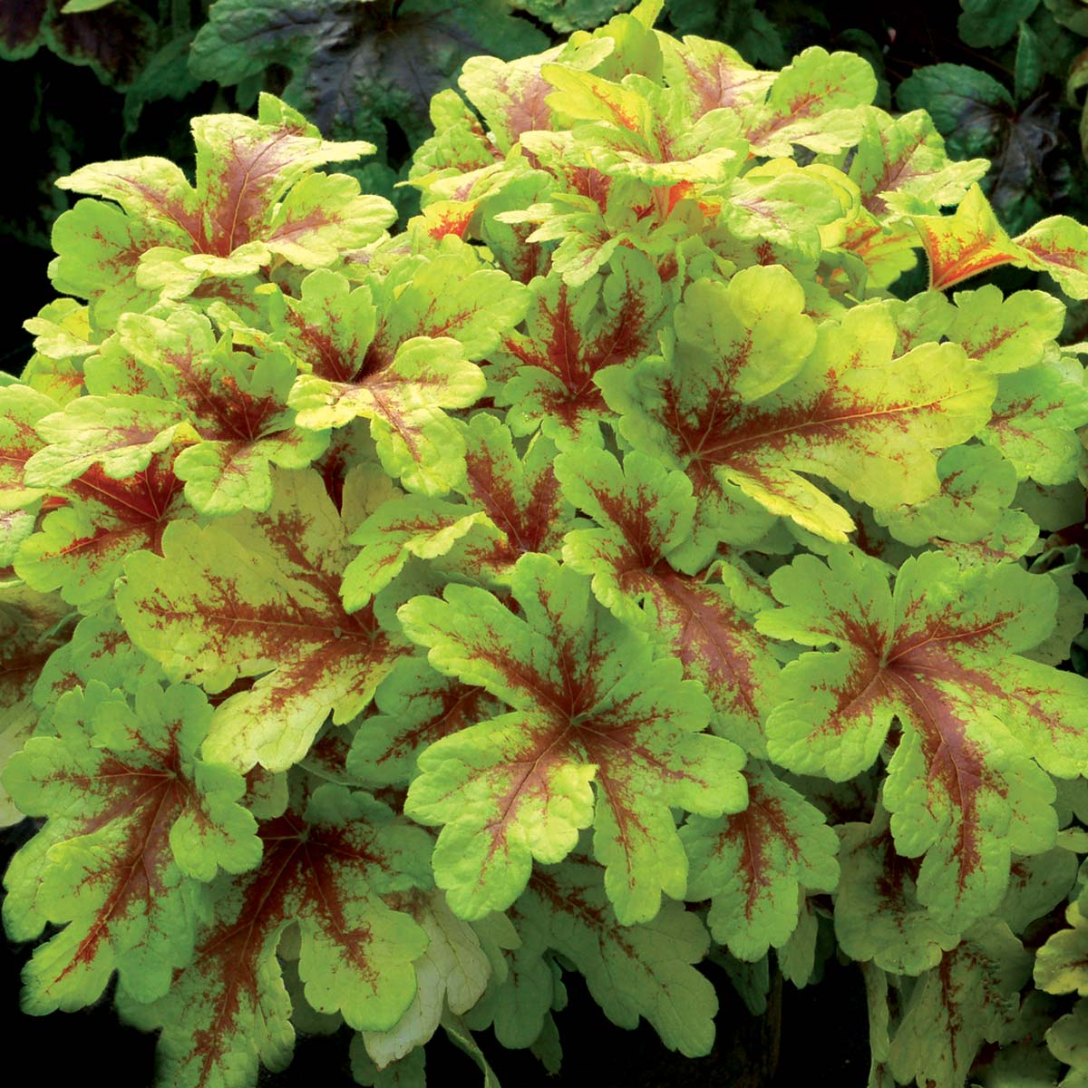 Heucherella ´Mojito´