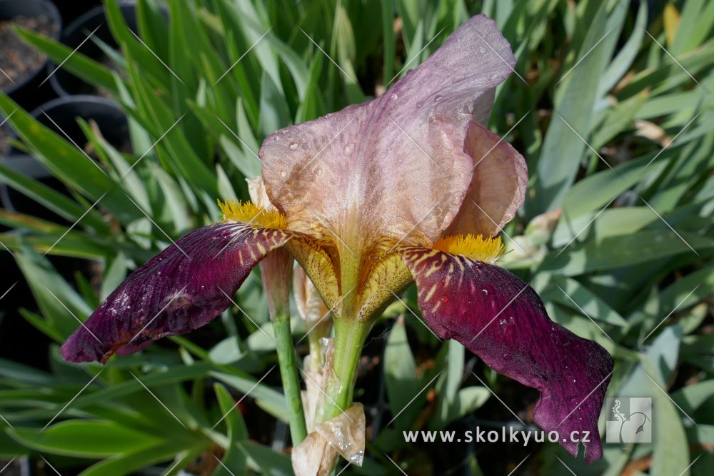 Iris (G) ´Rose´