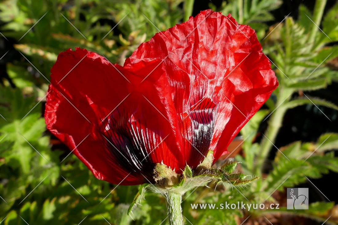 Papaver orientale ´Harvest Moon´