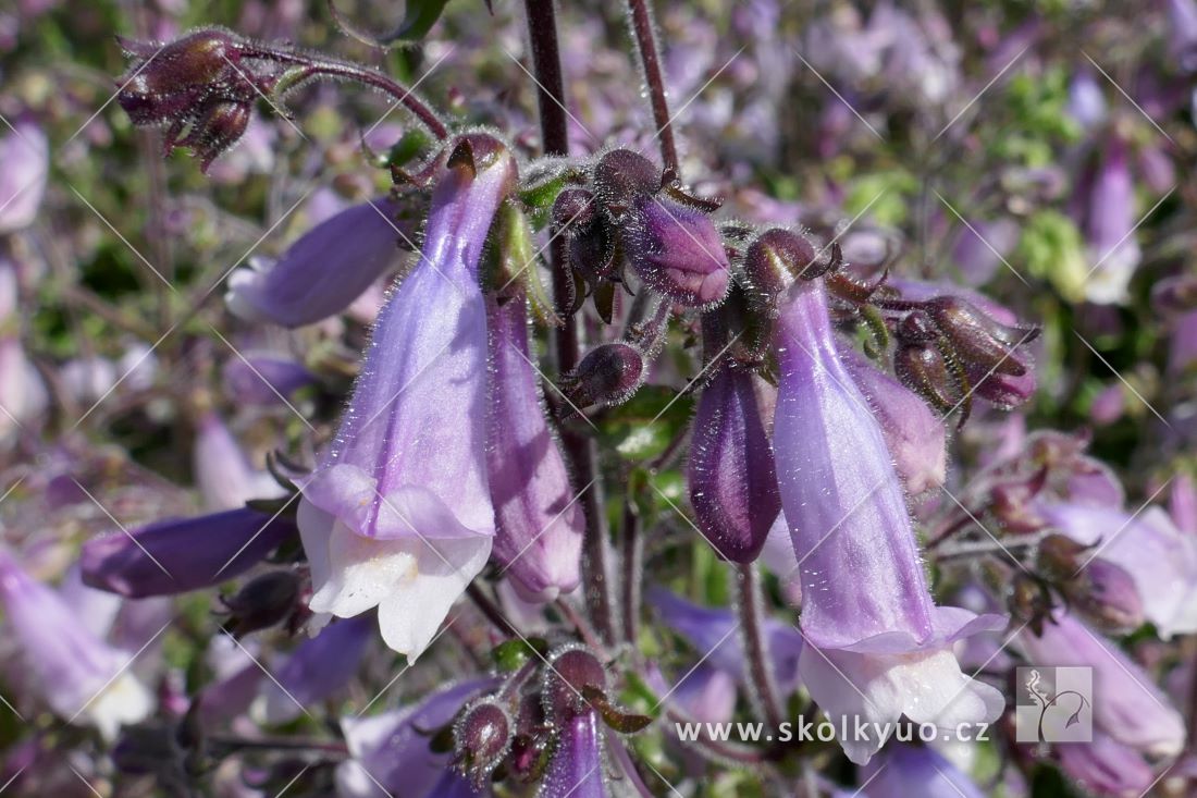 Penstemon hirsutus ´Pygmaeus´