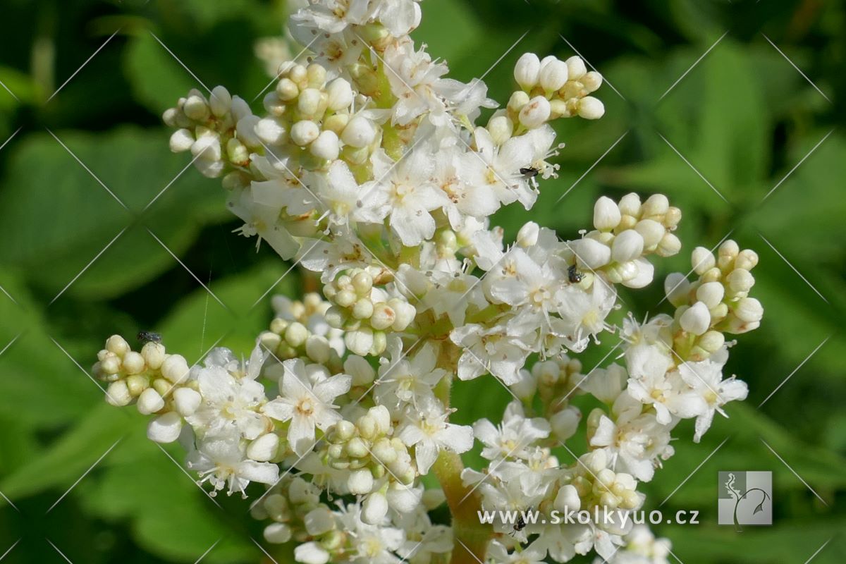Persicaria polymorpha