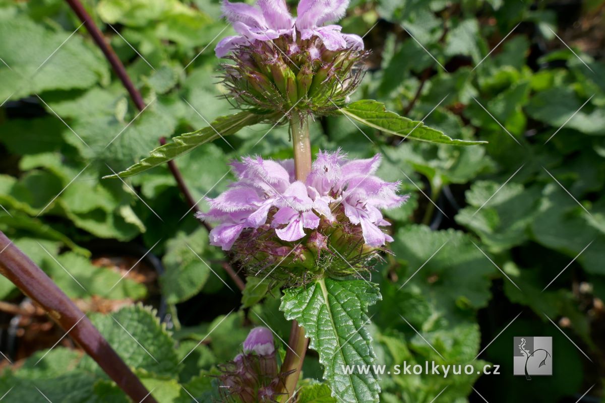 Phlomis tuberosa ´Amazone´