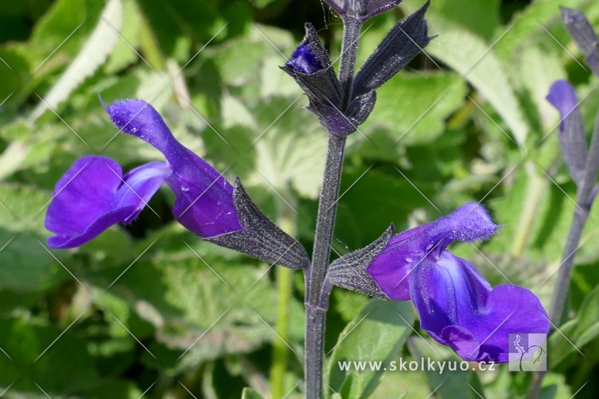 Salvia greggii ´Mirage Deep Blue´