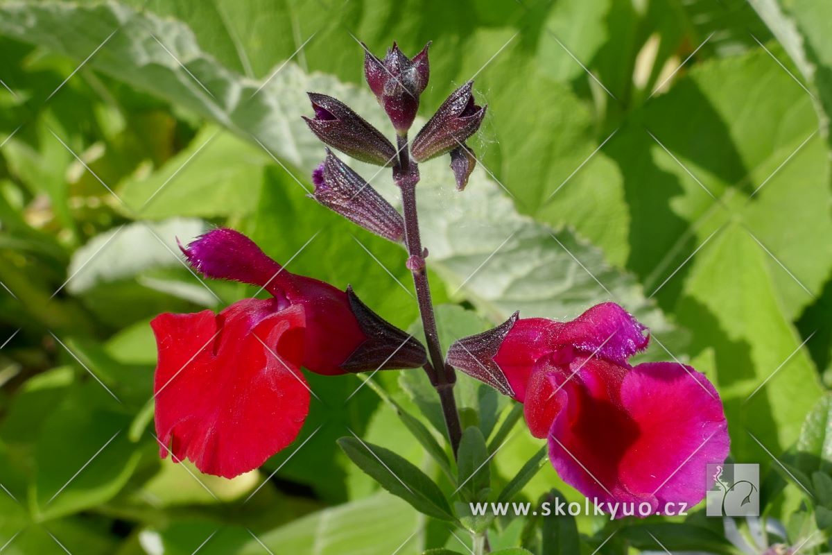 Salvia greggii ´Mirage Cherry Red´