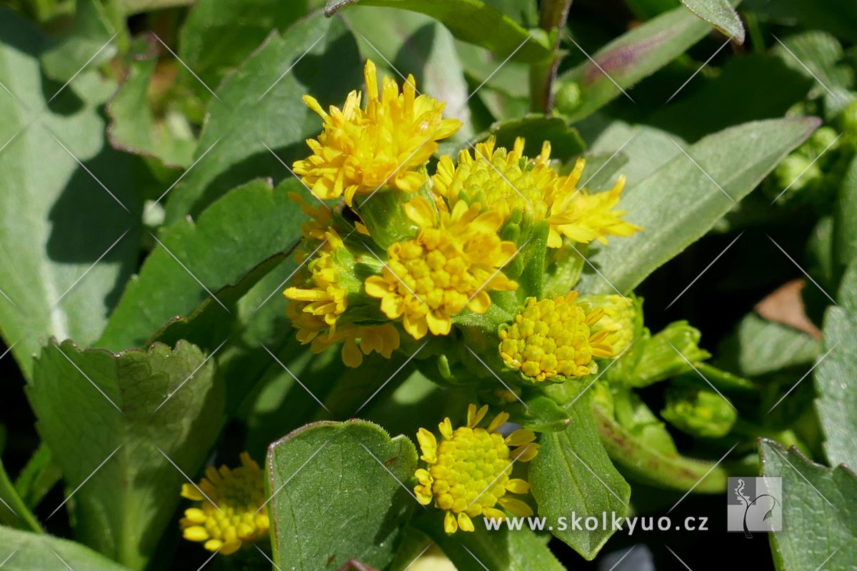 Solidago cutleri