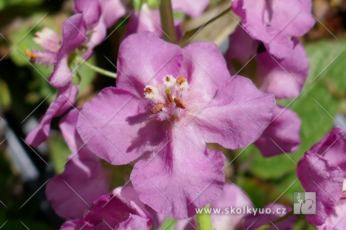 Verbascum phoeniceum ´Rosetta´