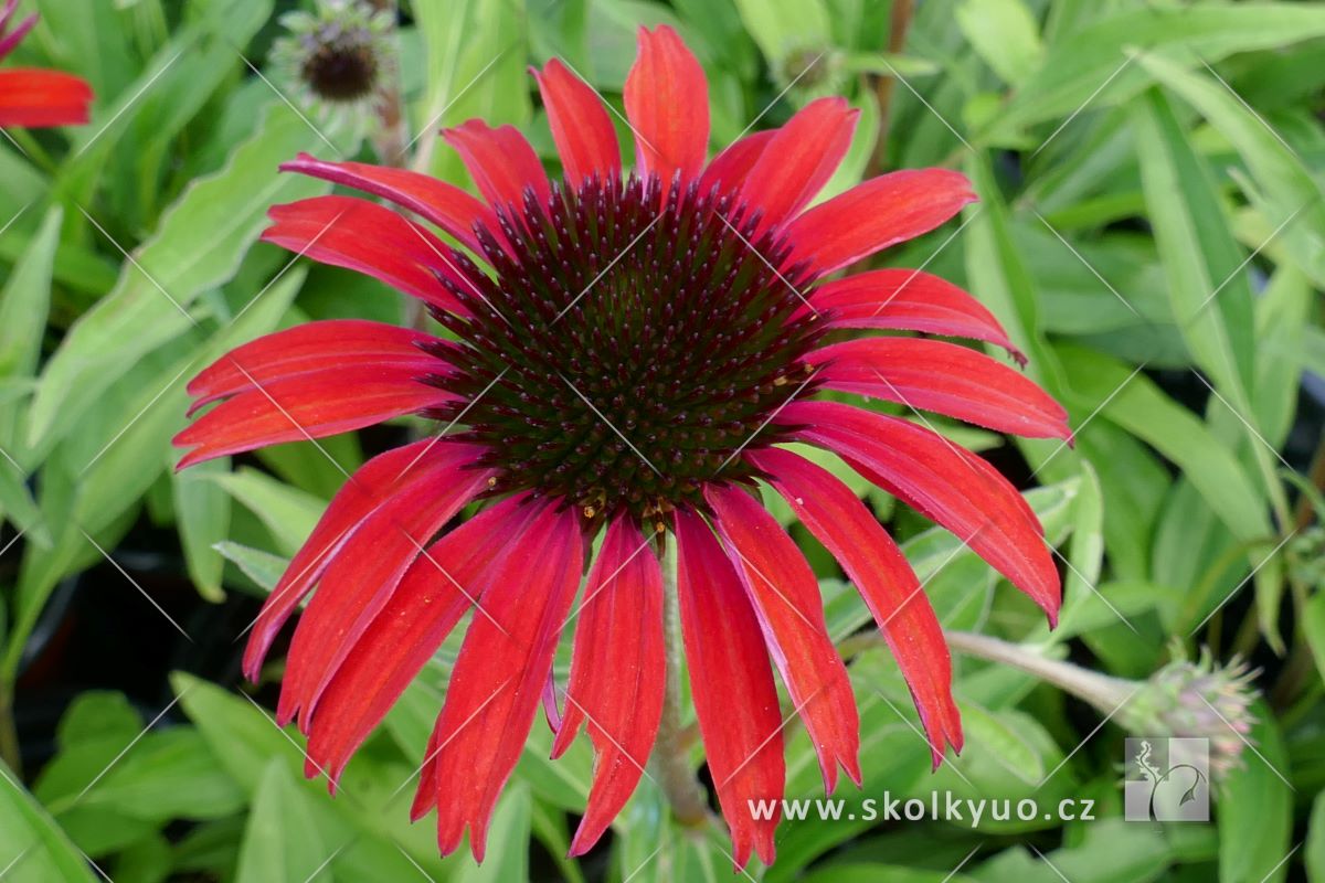 Echinacea ´Fountain Red´