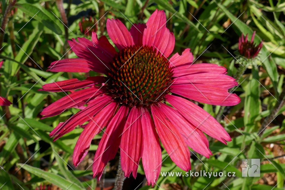 Echinacea ´Glowing Dream´