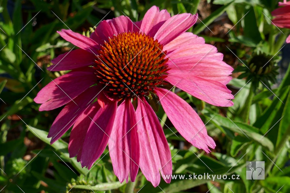 Echinacea ´Meditation Cerise´