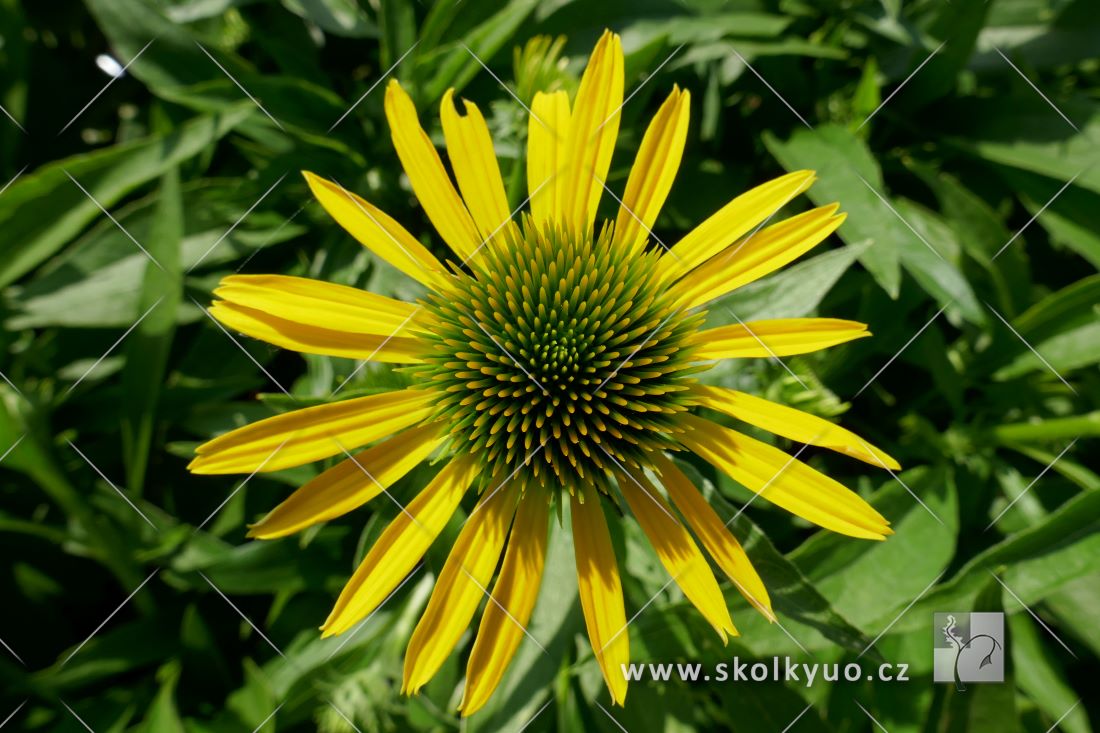 Echinacea ´Fountain Yellow´