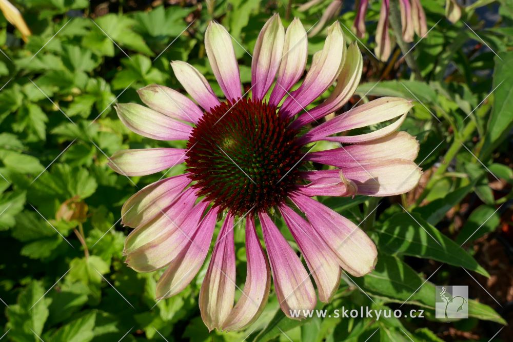 Echinacea ´Green Envy´