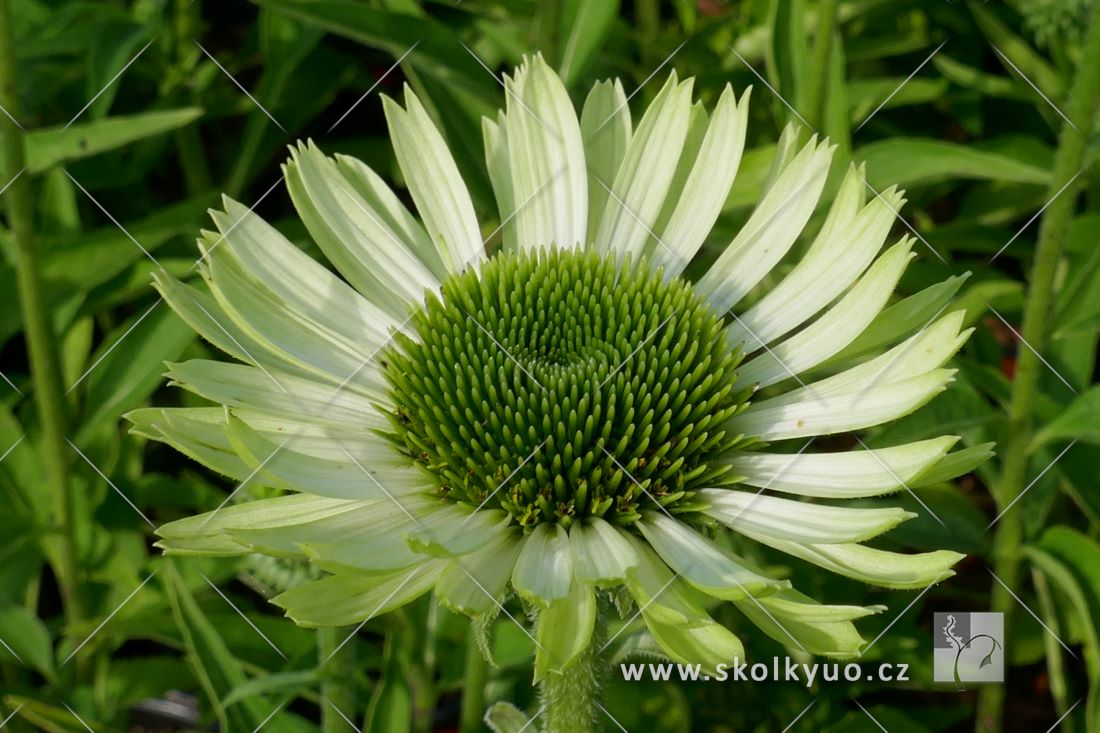 Echinacea´ Green Jewel´®