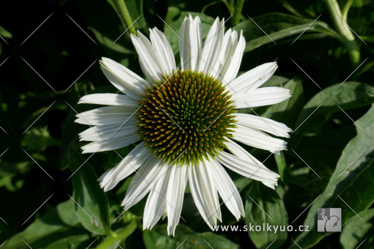 Echinacea ´Sombrero® Blanco´