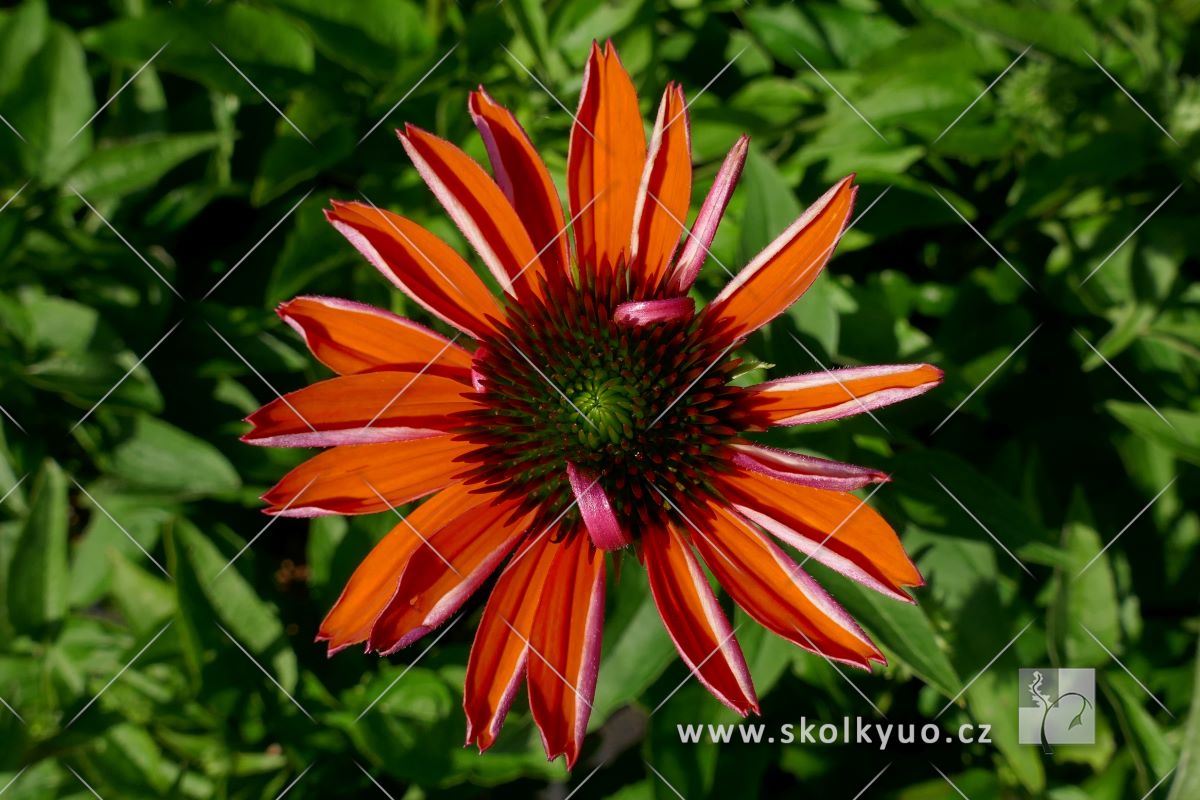 Echinacea ´Sombrero® Adobe Orange´