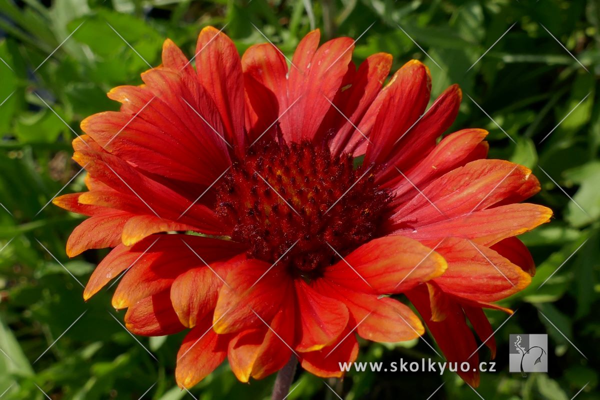 Gaillardia ´Tokajer´
