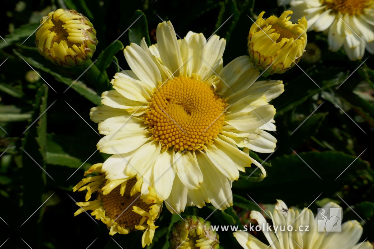 Leucanthemum ´Ooh La Lacreme´