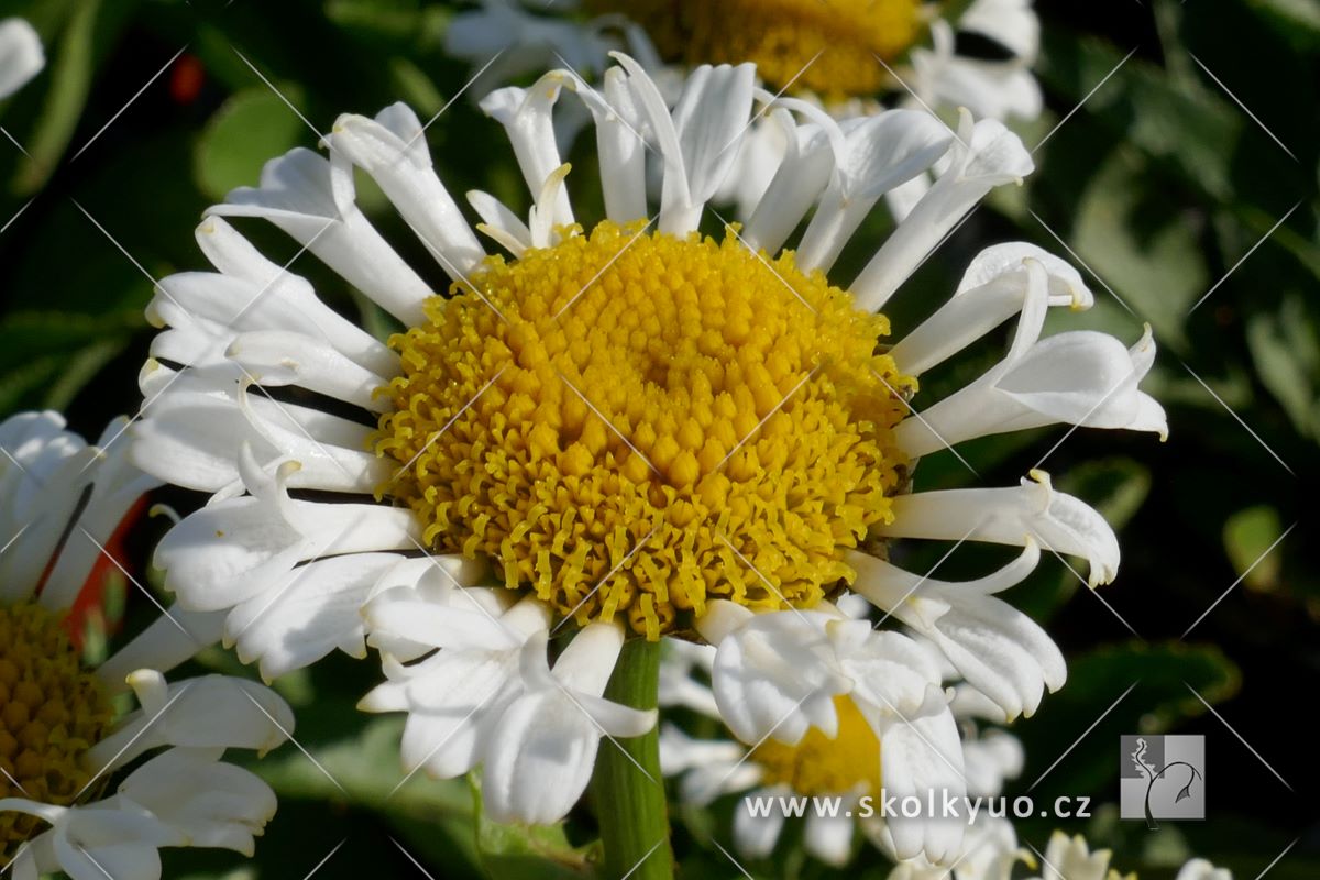 Leucanthemum ´Ooh La Lacrosse´
