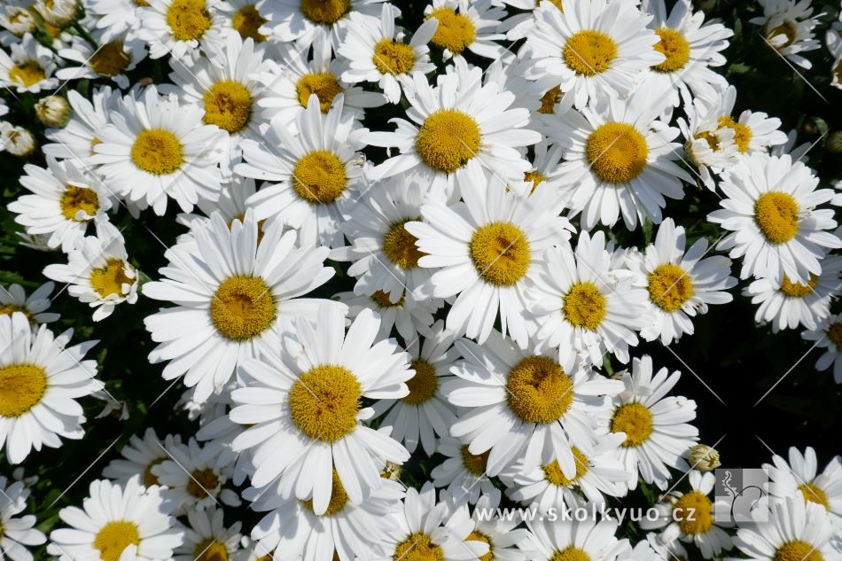 Leucanthemum ´Ooh La Lagrande´