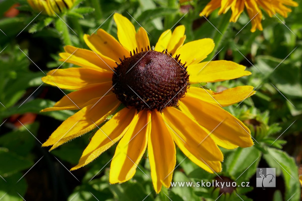 Rudbeckia ´Littlebeckia± Sunshine´