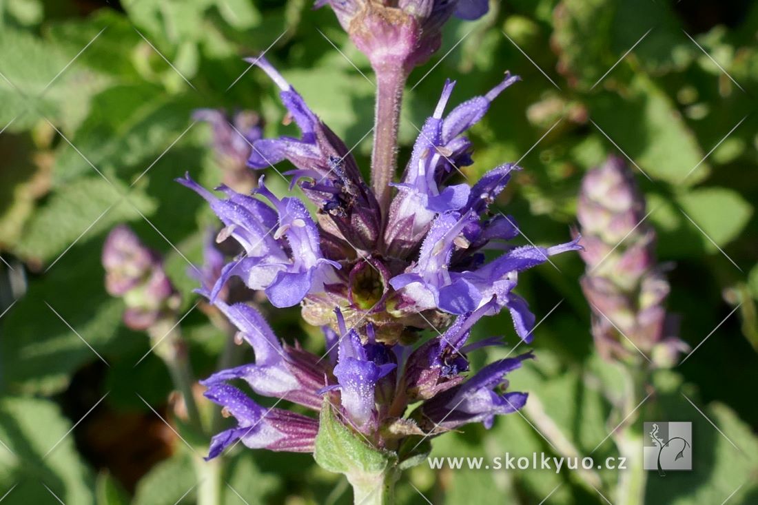 Salvia nemorosa ´Sensation® Medium Deep Blue´