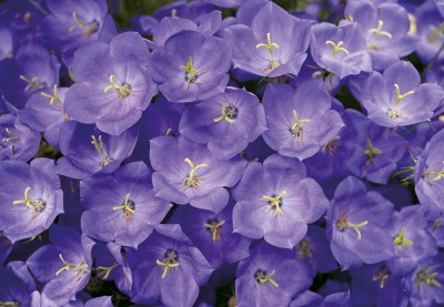 Campanula carpatica ´Blue Uniform´