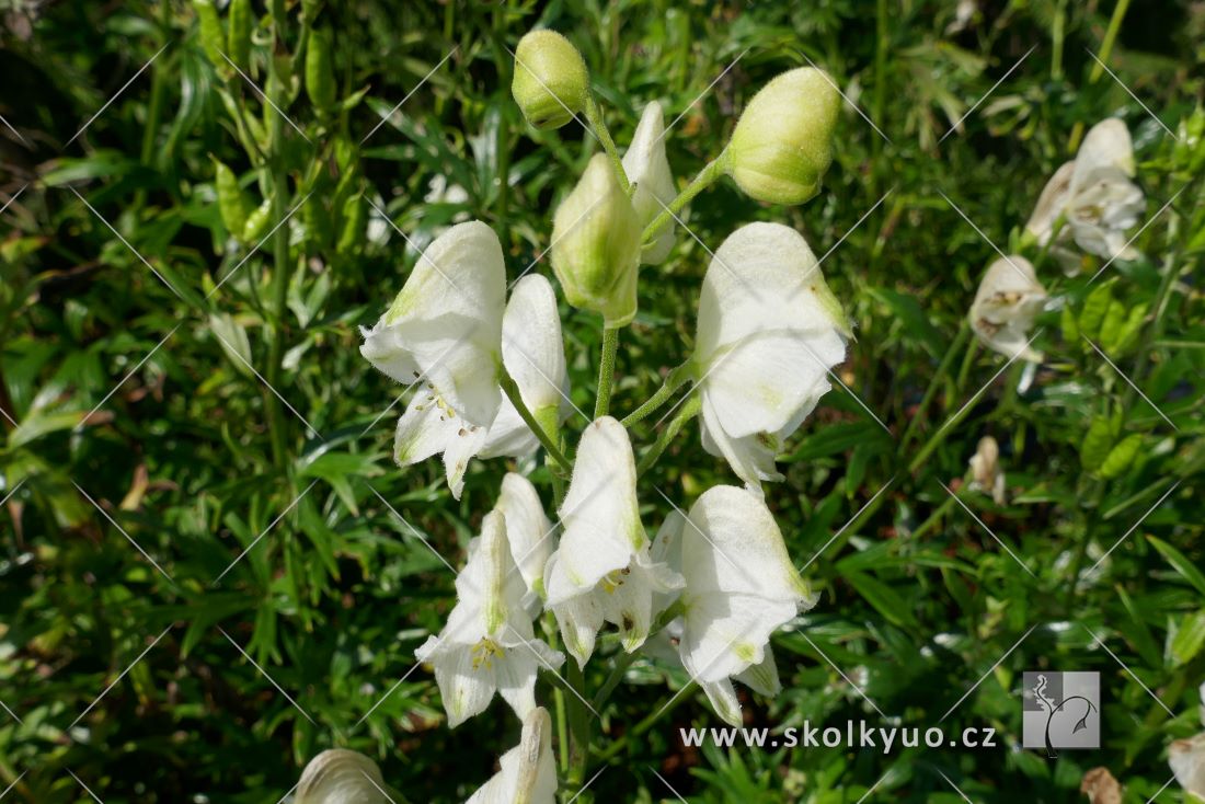Aconitum napellus ´Album´