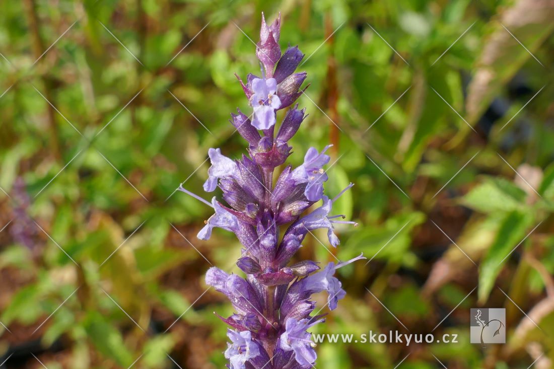 Agastache ´Little Adder´®
