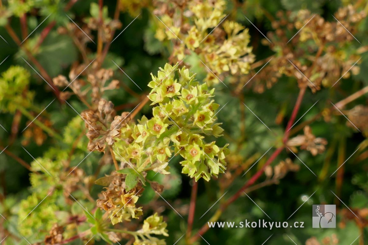 Alchemilla mollis ´Robustica´