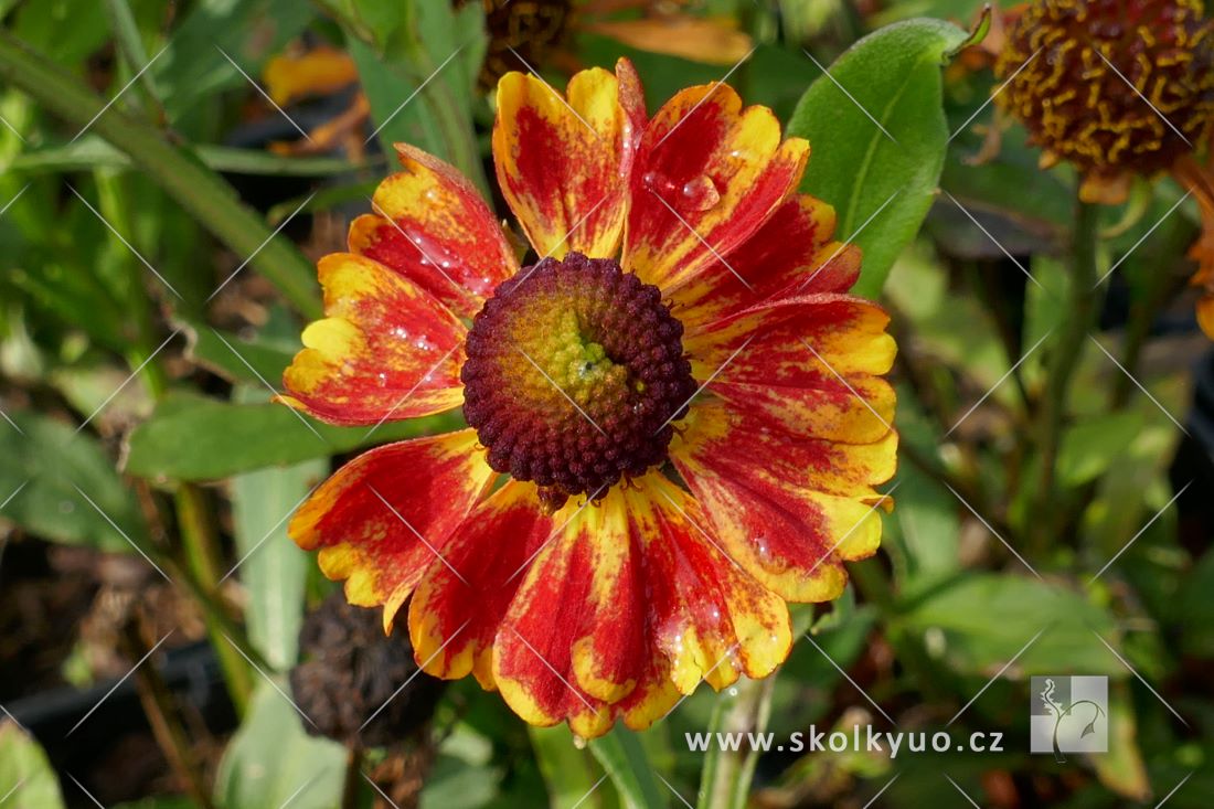 Helenium ´HayDay Red Bicolor´