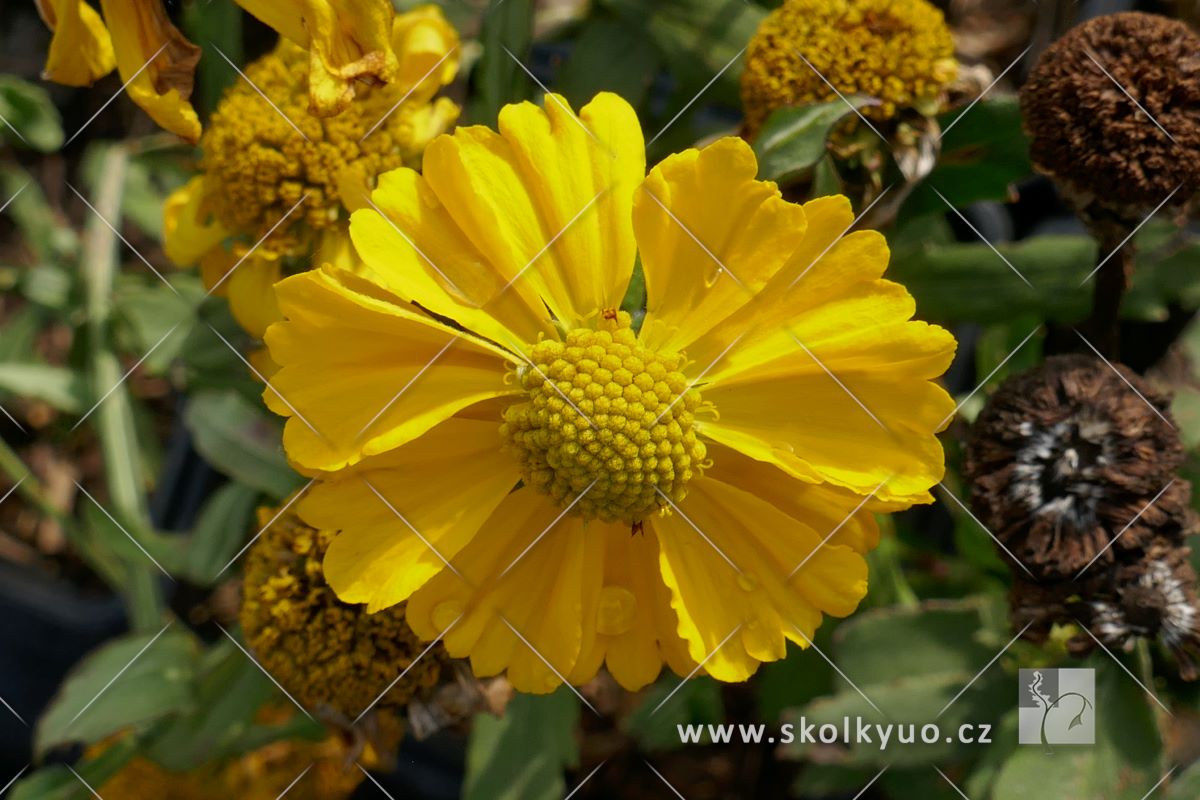 Helenium ´HayDay Yellow´