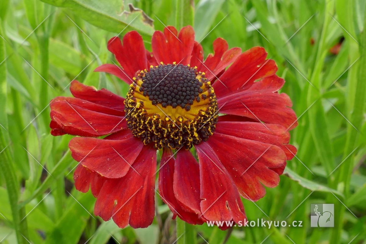 Helenium ´Red Army´