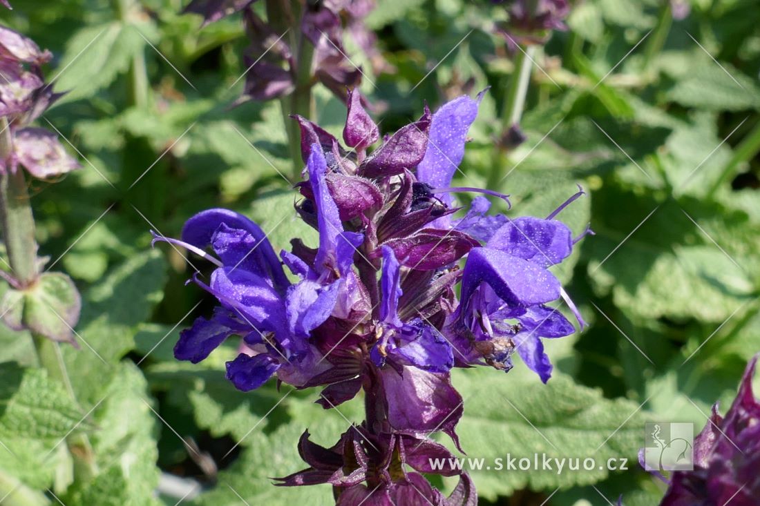 Salvia nemorosa ´Marvel Blue´®