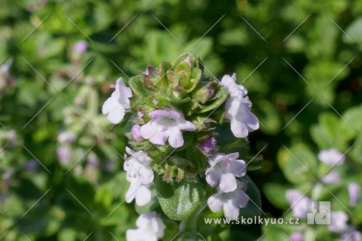 Thymus x citriodorus ´Lemon Variegata´