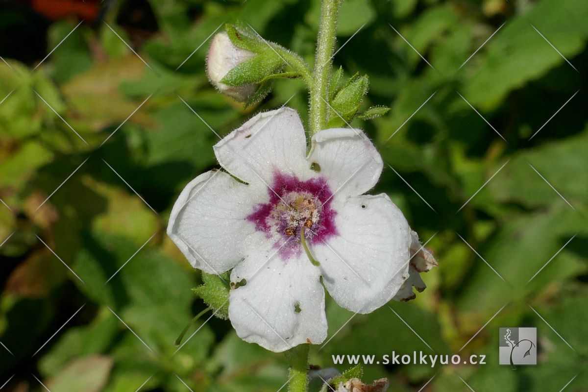 Verbascum ´Jolly Eye´