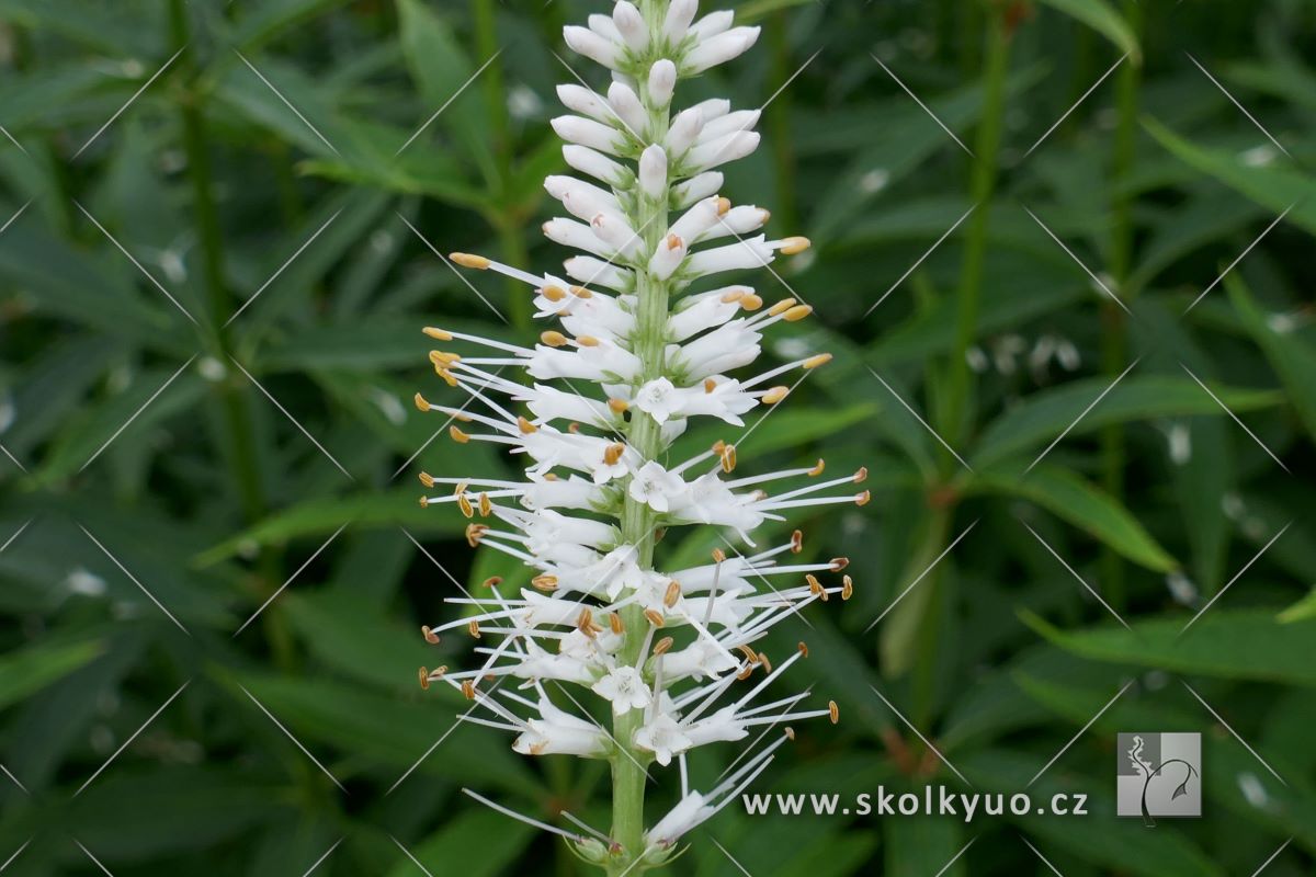Veronicastrum virginicum ´Diane´