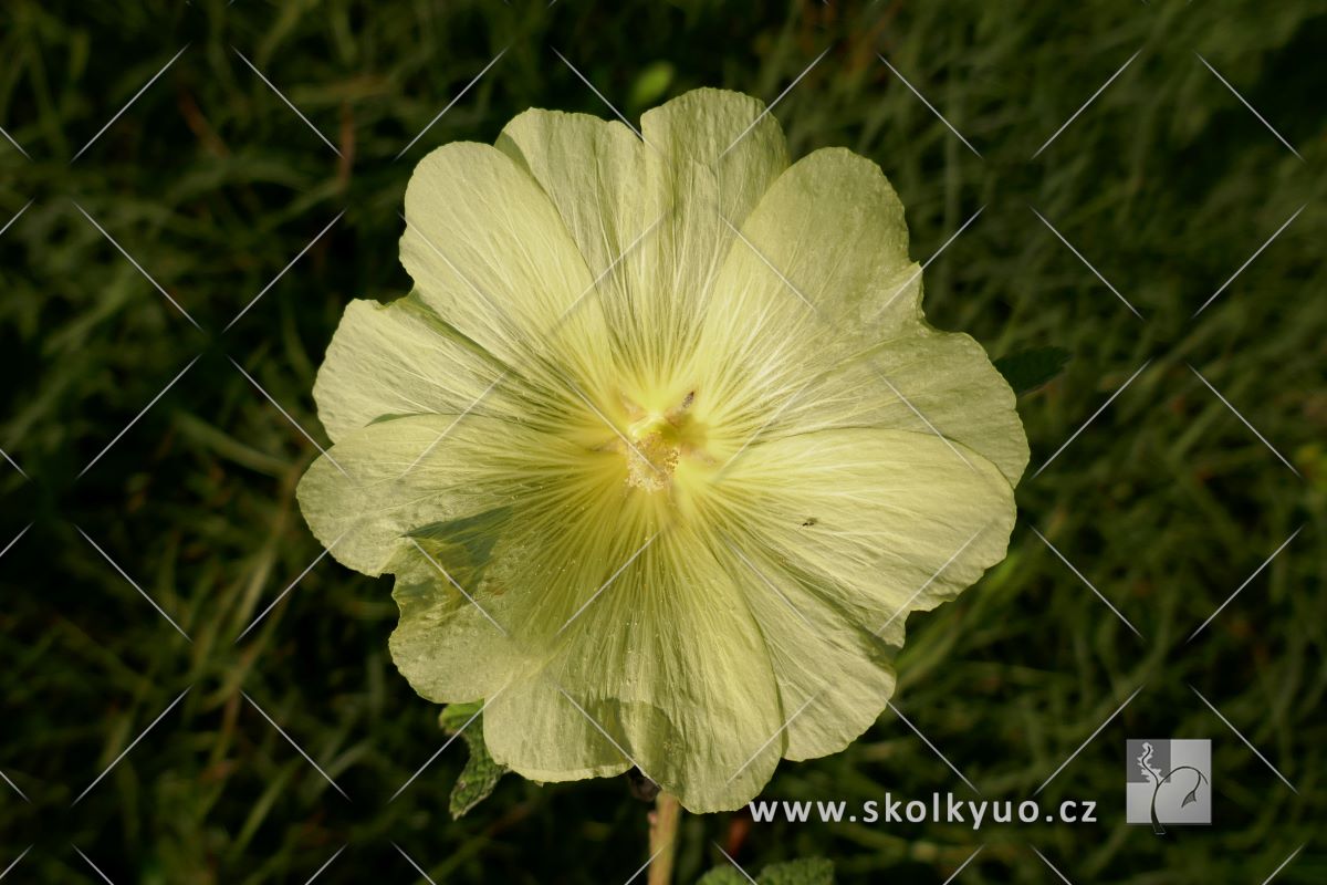Alcea rugosa