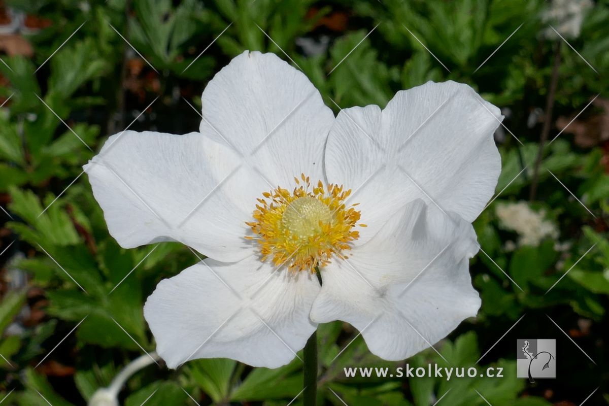 Anemone sylvestris