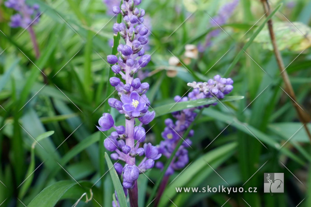 Liriope muscari ´Royal Purple´