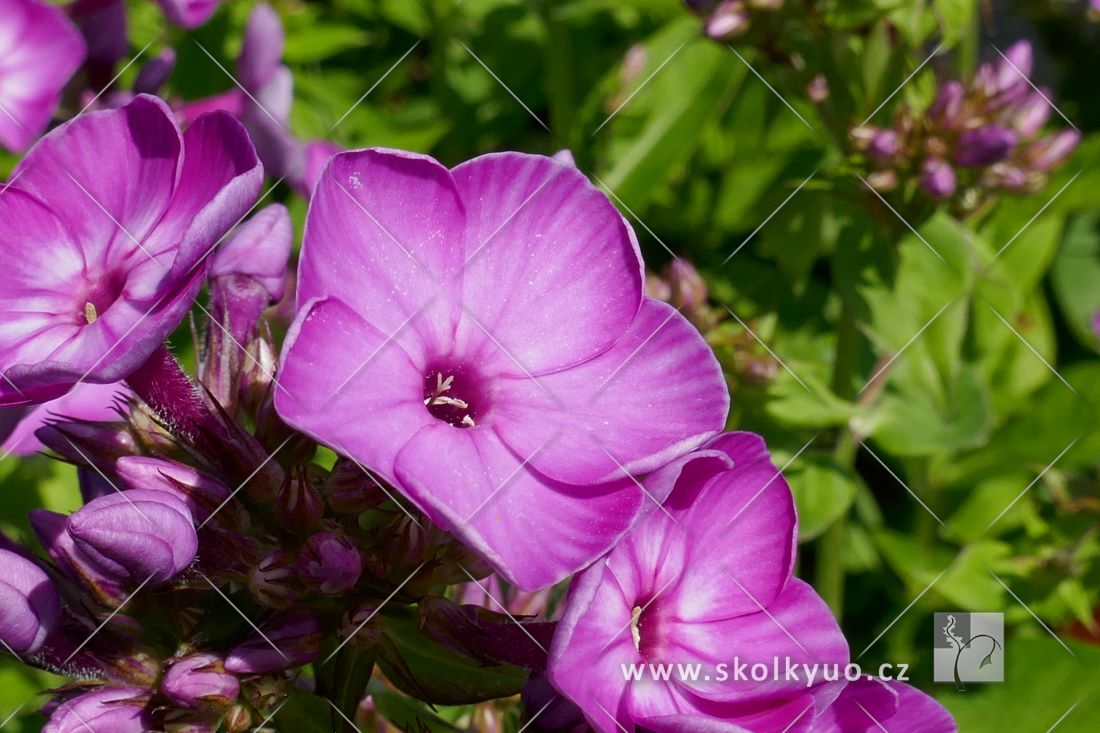 Phlox paniculata ´Flame® Purple Eye´