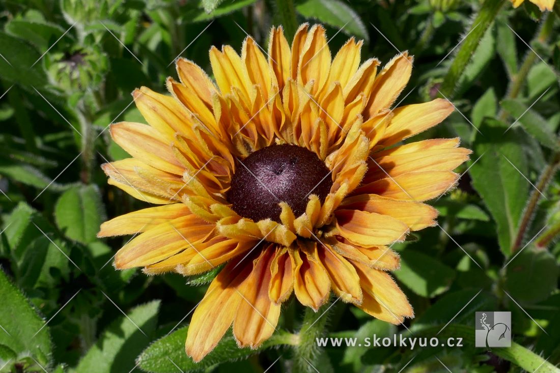 Rudbeckia ´Flamenco® Apricot´