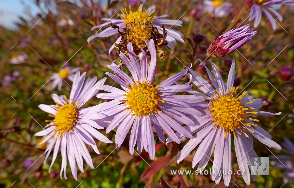 Aster ageratoides ´Eleven Purple´®