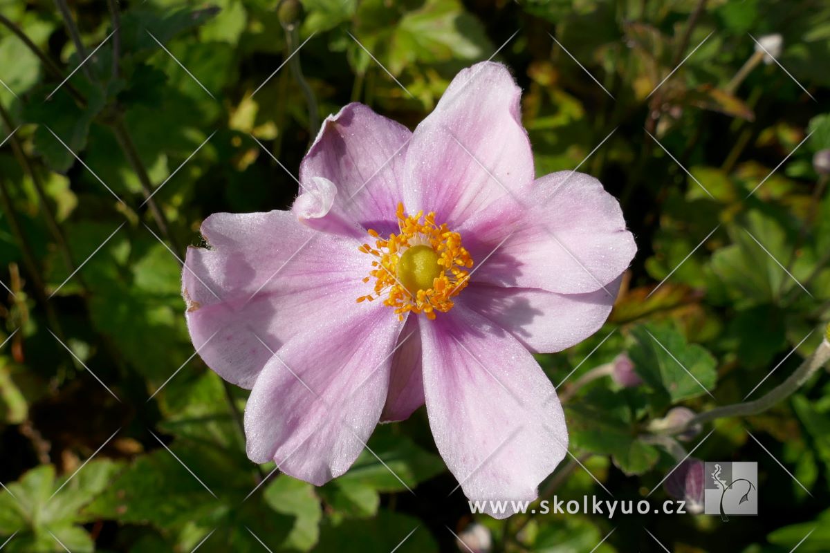 Anemone ´Königin Charlotte´
